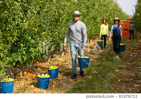 Man holding bucket with bruised apples Man holding bucket with bruised apples 81976722