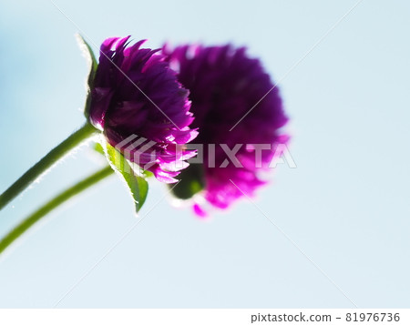 秋花兩千日紅花仰望天空 秋花兩千日紅花仰望天空 81976736