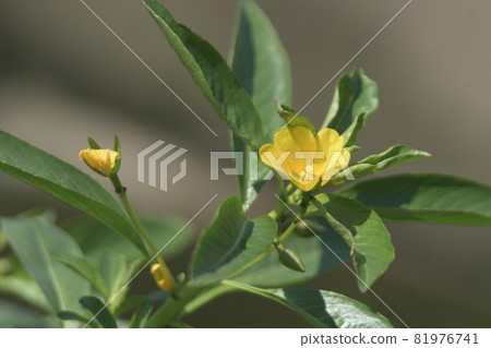 Ludwigia stipulata endangered species Ludwigia stipulata endangered species 81976741