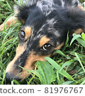 Photo of a dog that can be used for commercial purposes Square 81976767