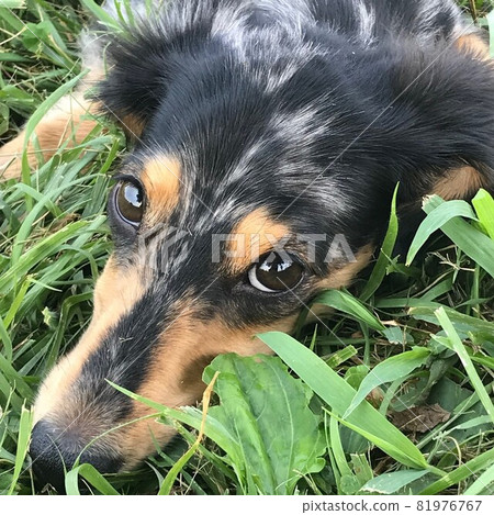 可用於商業用途的狗的照片 Square 81976767