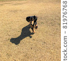 Photo of a dog that can be used for commercial purposes Square 81976768