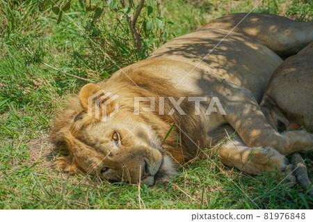 Lion in Masai Mara National Reserve 81976848