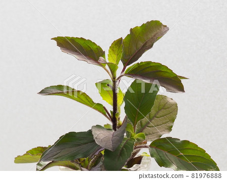 Holy Basil Seedlings of Holy Basil Holy Basil Seedlings of Holy Basil 81976888