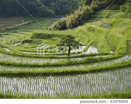 Scenery of rice terraces in Nose Town, Osaka Prefecture 81976909