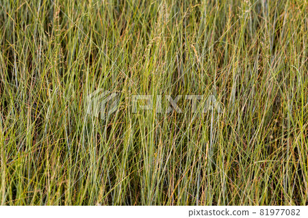 Meadow Fescue plants daylight background with selective focus Meadow Fescue plants daylight background with selective focus 81977082