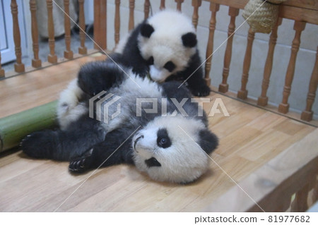 灰色小熊貓玩竹子 81977682