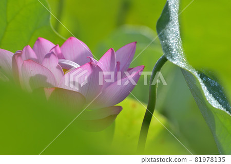 蓮花 蓮花 81978135