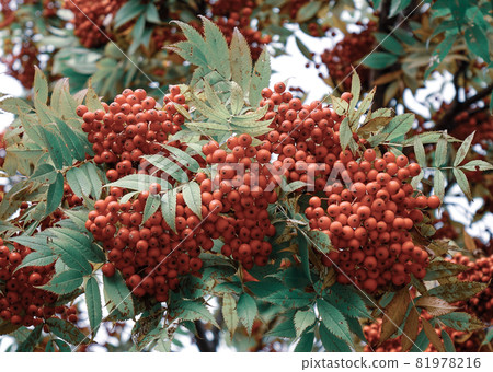 Red berry fruits on the tree at countryside 81978216