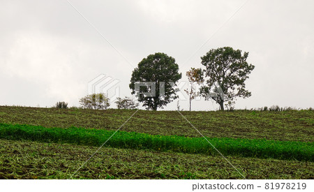 Rural scenery of Furano, Japan 81978219