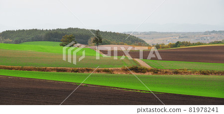 Rural scenery of Furano, Japan 81978241
