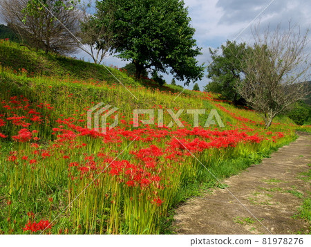 見之澤彼岸花 81978276