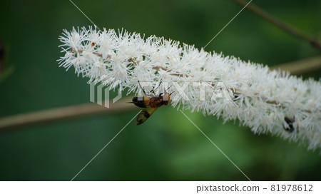 Shirosujibekko Hoverfly sucking the nectar of Actaea simplex 81978612