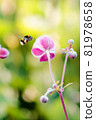 Bumblebee flies to anemone flower 81978658