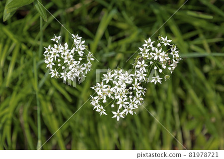 Nira Flower Nira Flower 81978721
