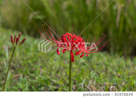 Amaryllis blooming in Azemichi 81978839