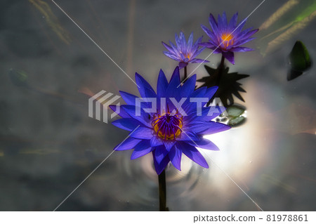 A purple water lily that shines as if it were haloed 81978861