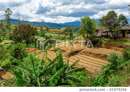 Local household in Sri Lanka. A green vegetable garden with even beds Local household in Sri Lanka. A green vegetable garden with even beds 81979266