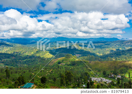 Picturesque natural landscape. Green tea plantations in the highlands. Growing tea Picturesque natural landscape. Green tea plantations in the highlands. Growing tea 81979413