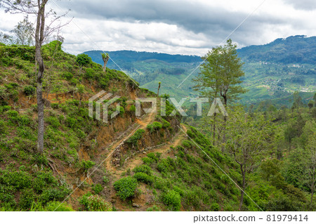 Picturesque natural landscape. Green tea plantations in the highlands. Growing tea Picturesque natural landscape. Green tea plantations in the highlands. Growing tea 81979414