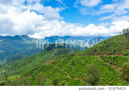 Picturesque natural landscape. Green tea plantations in the highlands. Growing tea Picturesque natural landscape. Green tea plantations in the highlands. Growing tea 81979415