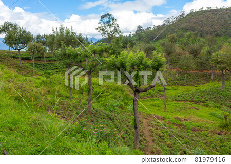 Picturesque natural landscape. Green tea plantations in the highlands. Growing tea Picturesque natural landscape. Green tea plantations in the highlands. Growing tea 81979416