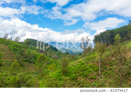 Picturesque natural landscape. Green tea plantations in the highlands. Growing tea Picturesque natural landscape. Green tea plantations in the highlands. Growing tea 81979417