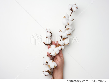 female hand holding a twig with cotton flowers on a white background female hand holding a twig with cotton flowers on a white background 81979637