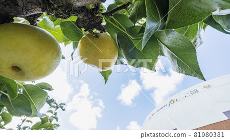 Pears that grew in the Nashikkokan 81980381