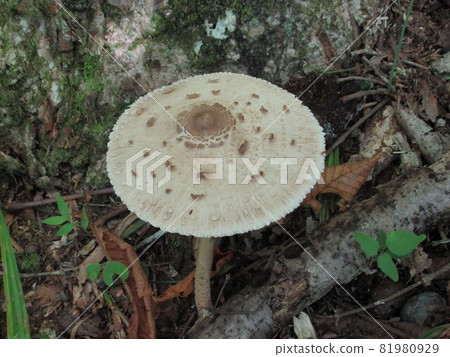 Karakasatake 81980929