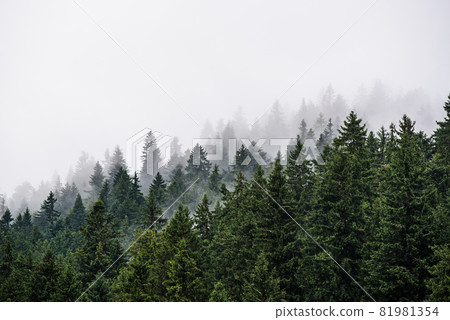 Misty mountain landscape Misty mountain landscape 81981354