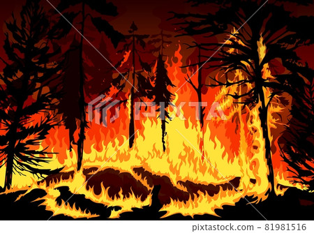 Pine forest fire, wildfire danger disaster with burning trees, grass and bushes, vector background natural disaster of burning forest in fire flames, nature and environment ecology catastrophe 81981516
