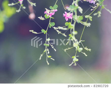 Pretty Hagi Flower Pretty Hagi Flower 81981720