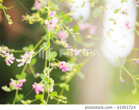 Pretty Hagi Flower Pretty Hagi Flower 81981724