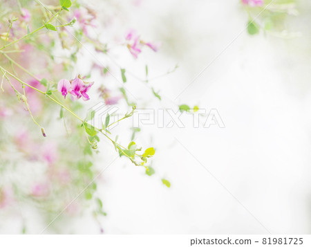 Pretty Hagi Flower Pretty Hagi Flower 81981725