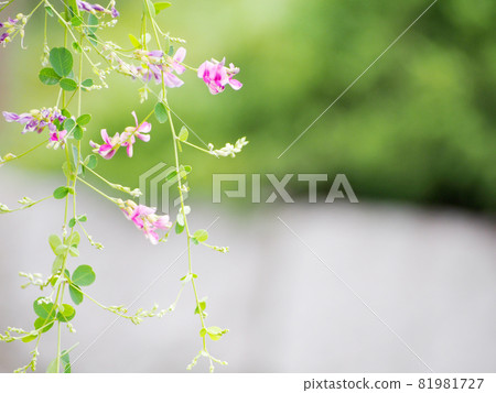 Pretty Hagi Flower Pretty Hagi Flower 81981727