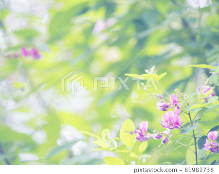 Pretty Hagi Flower Pretty Hagi Flower 81981738