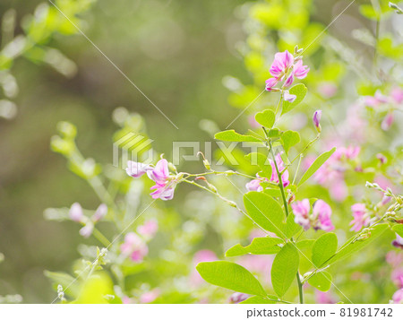 Pretty Hagi Flower Pretty Hagi Flower 81981742