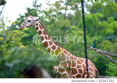 Giraffe  81981782