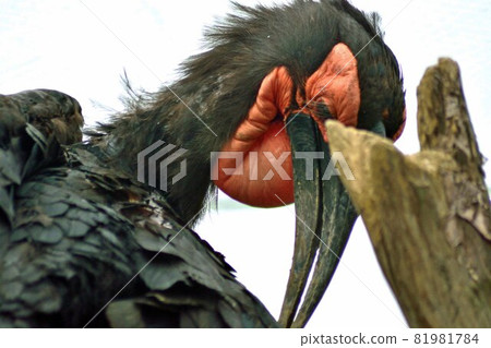 Southern hornbill upper body up 81981784