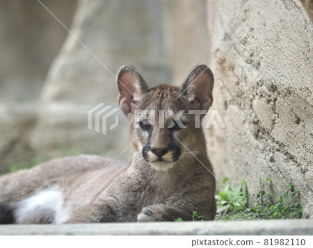 Puma kid 81982110