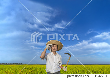 A farmer looking into the distance with a sickle against the backdrop of the blue sky and the paddy fields of rice ears 81982281