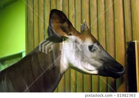 Okapi face up 81982363