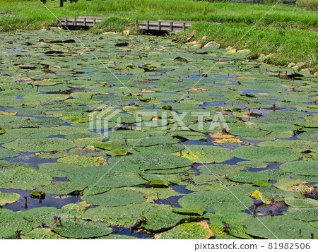 新潟市福島形鬼巴士池的風景 81982506