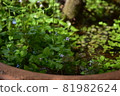 Pond in the pot 81982624