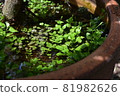 Chick and pond in the pot 81982626