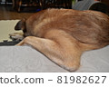 The dog's sorrowful back 81982627