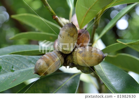 石松果 石松果 81982630