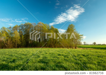 A beautiful spring forest next to a green meadow A beautiful spring forest next to a green meadow 81982738