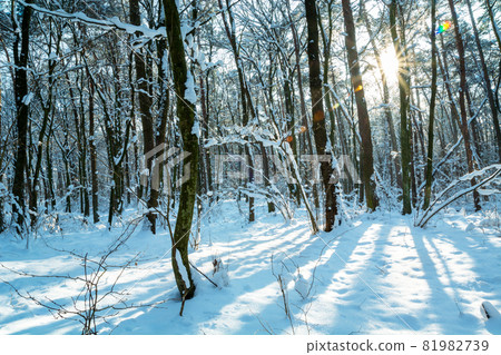 The sun between the trees in the winter forest The sun between the trees in the winter forest 81982739